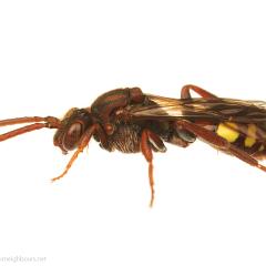 MYN Nomada Bee 